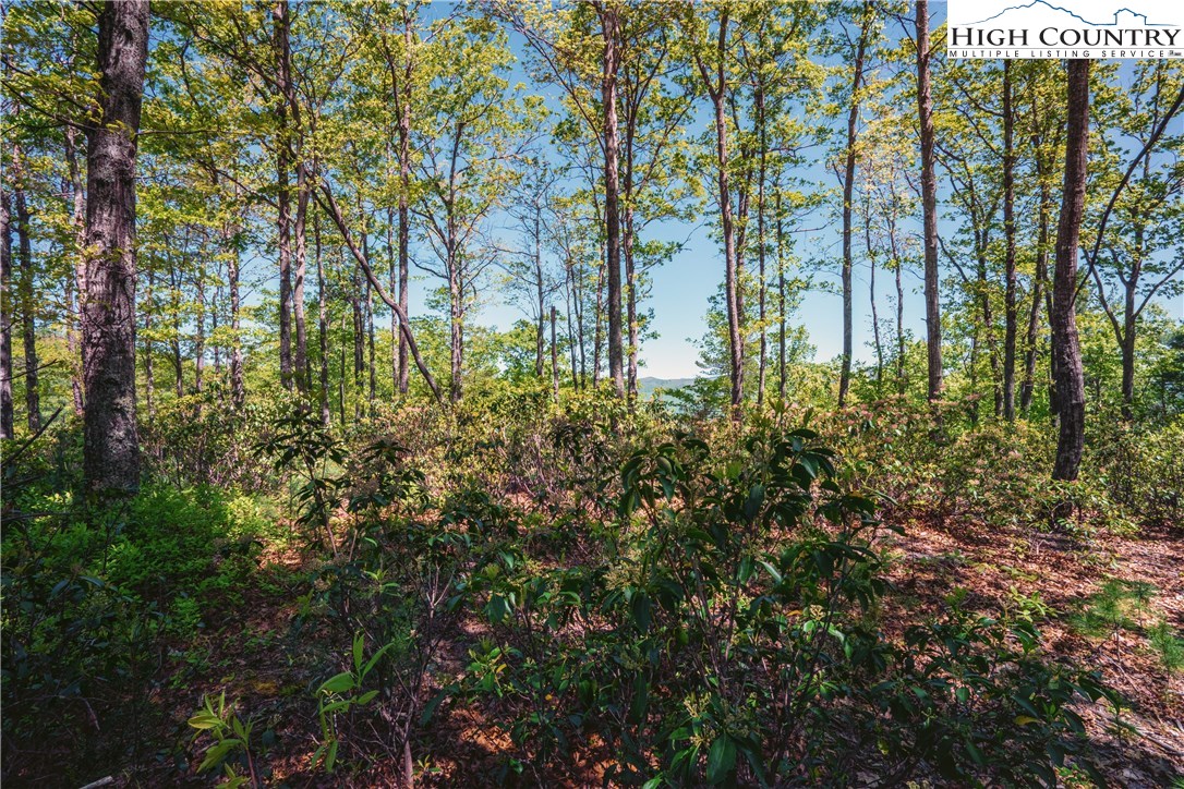 Lot 174 Marigold Roads Boone, NC 28607 - Photo 3 of 5 Gallery Image 3