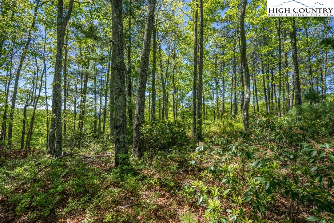 Lot 174 Marigold Roads Boone, NC 28607 - Photo 4 of 5 Gallery Image 4