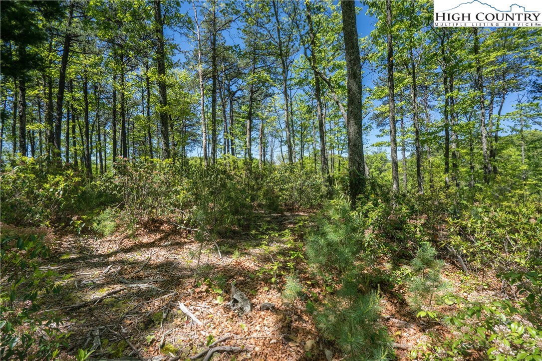 Lot 174 Marigold Roads Boone, NC 28607 - Photo 5 of 5 Gallery Image 5
