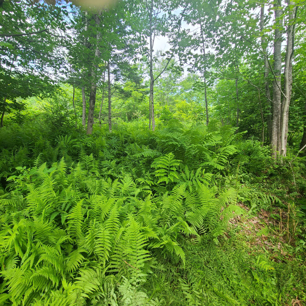 40 Bubier Road Wilton, ME 04294 - Photo 4 of 5 20240626_100430