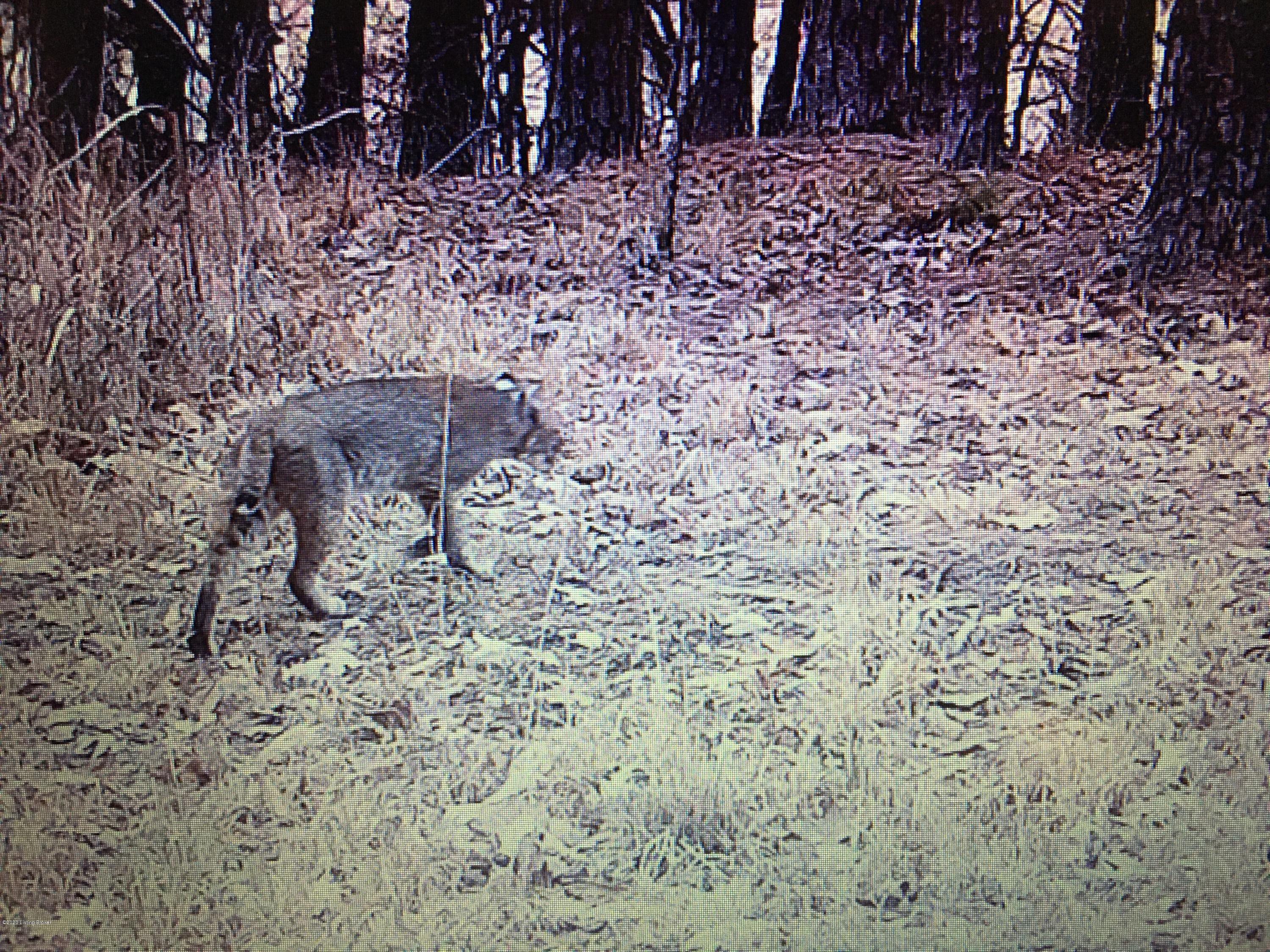 0 Jones Road Caneyville, KY 42721 - Photo 34 of 34 Trailcam photo