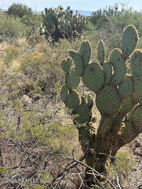 15450 East Upper Ridge Lane Mayer, AZ 86333 - Photo 5 of 29 Native Vegetation