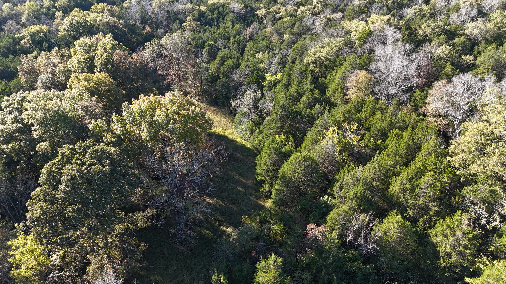 611 Baxter Road Murfreesboro, TN 37130 - Photo 12 of 22 a view of a forest with houses