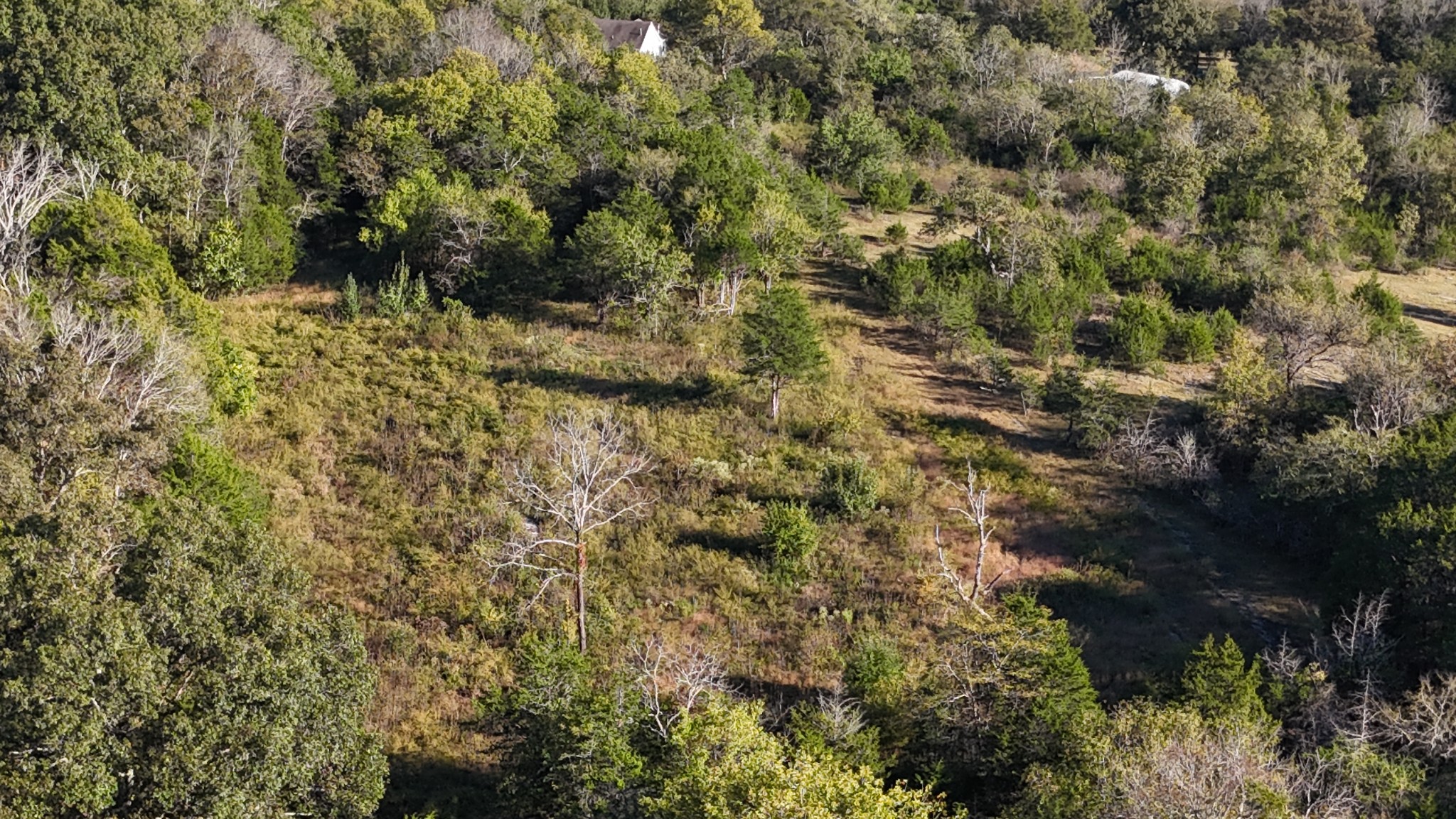 611 Baxter Road Murfreesboro, TN 37130 - Photo 13 of 22 a view of a forest with a tree