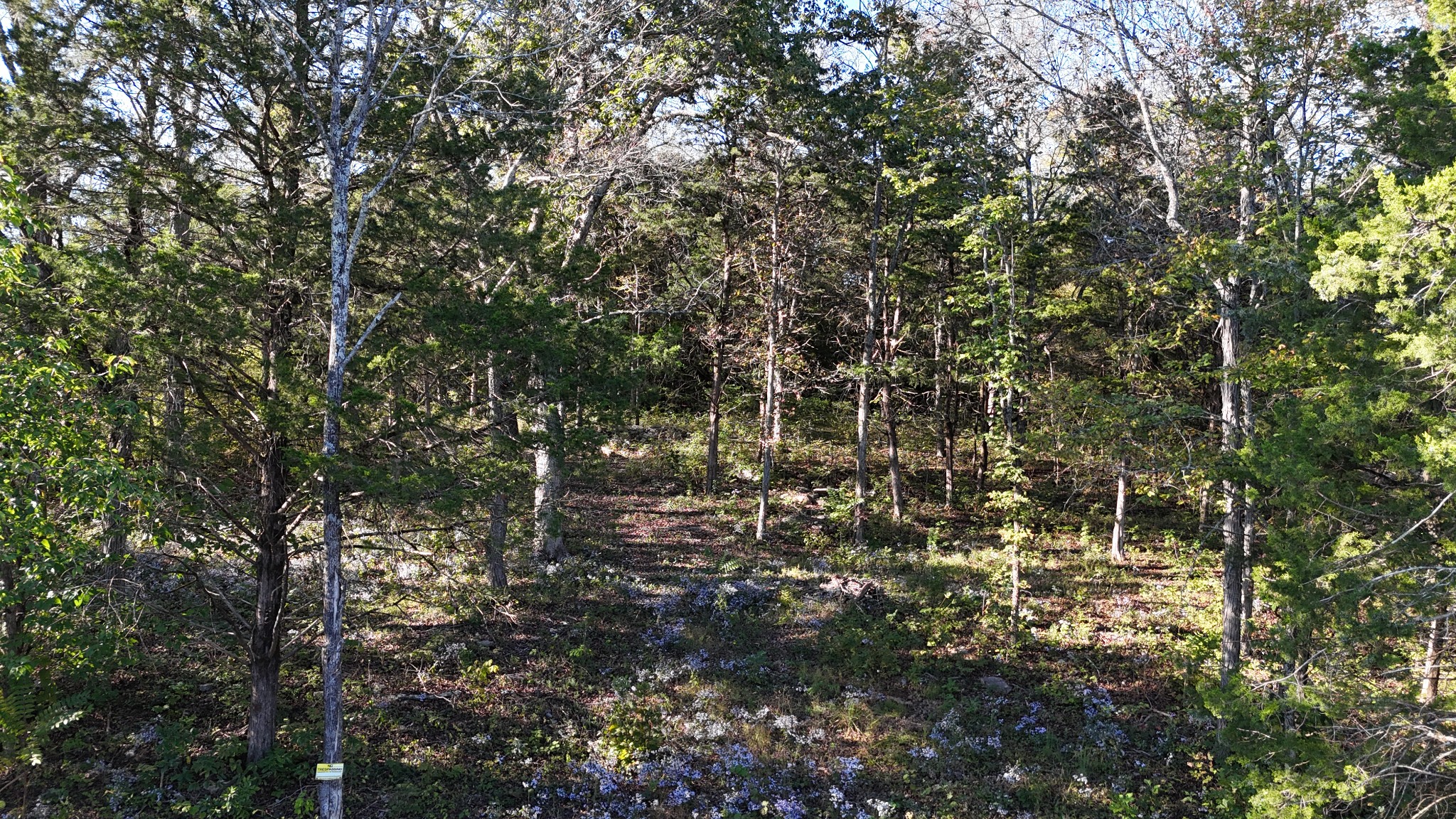 611 Baxter Road Murfreesboro, TN 37130 - Photo 4 of 22 a view of yard