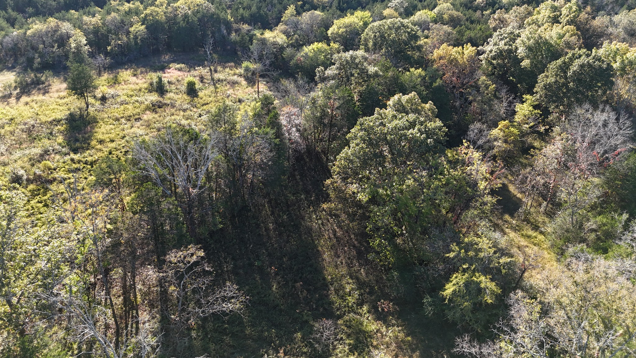 611 Baxter Road Murfreesboro, TN 37130 - Photo 7 of 22 a view of a tree in a yard