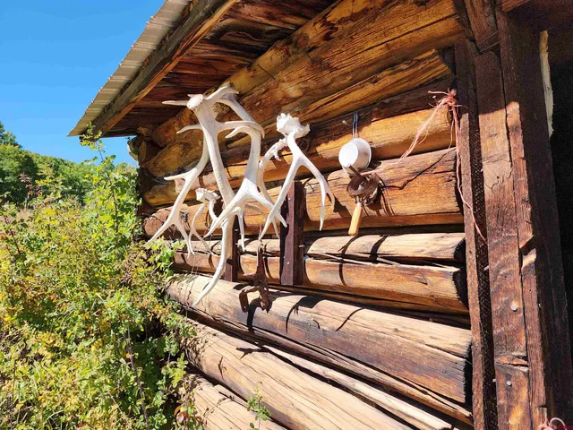 a view of a bunch of trees and bushes