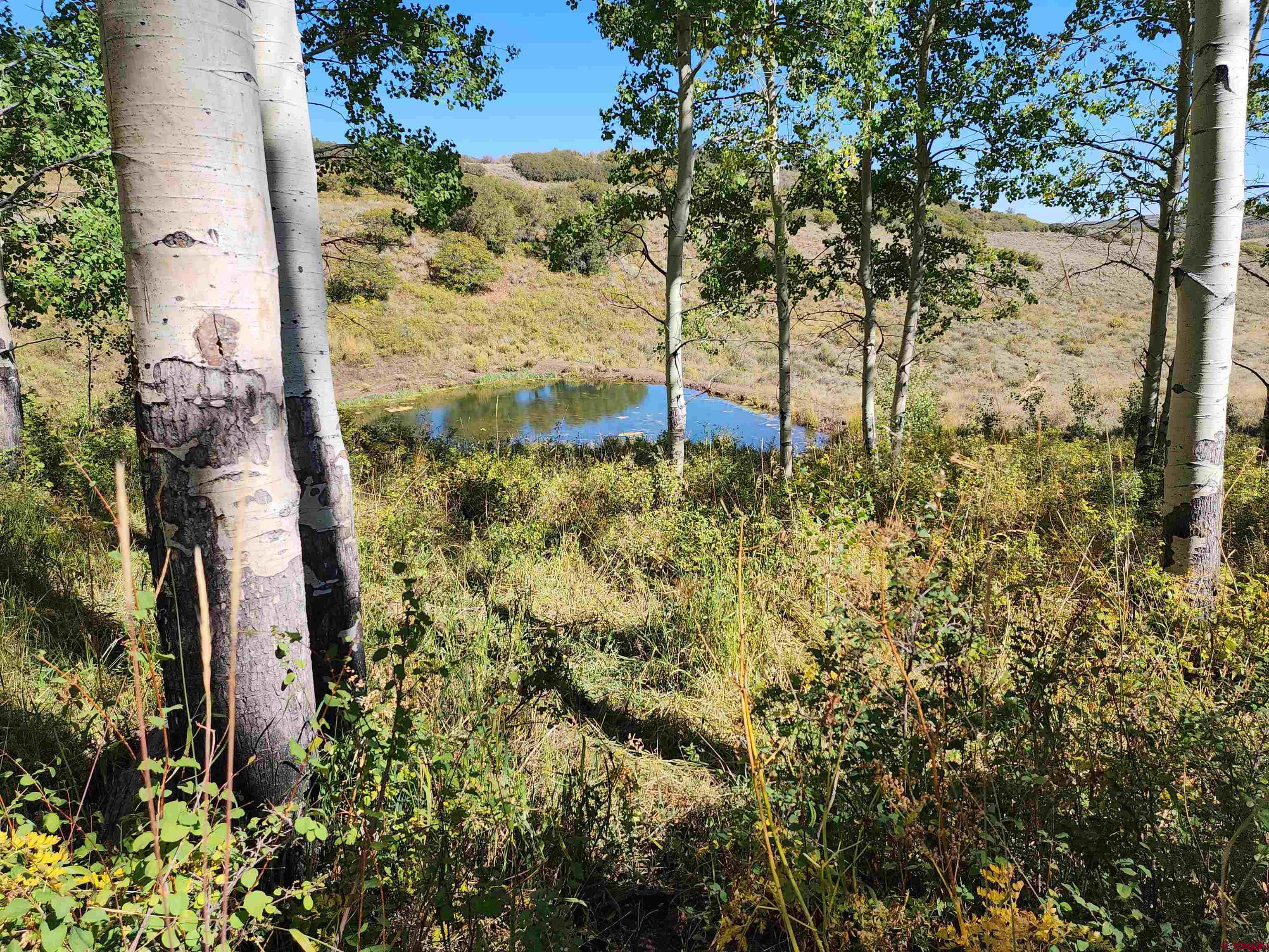 2586 26 1/10 Road Whitewater, CO 81527 - Photo 18 of 45 a view of a yard with plants and large trees