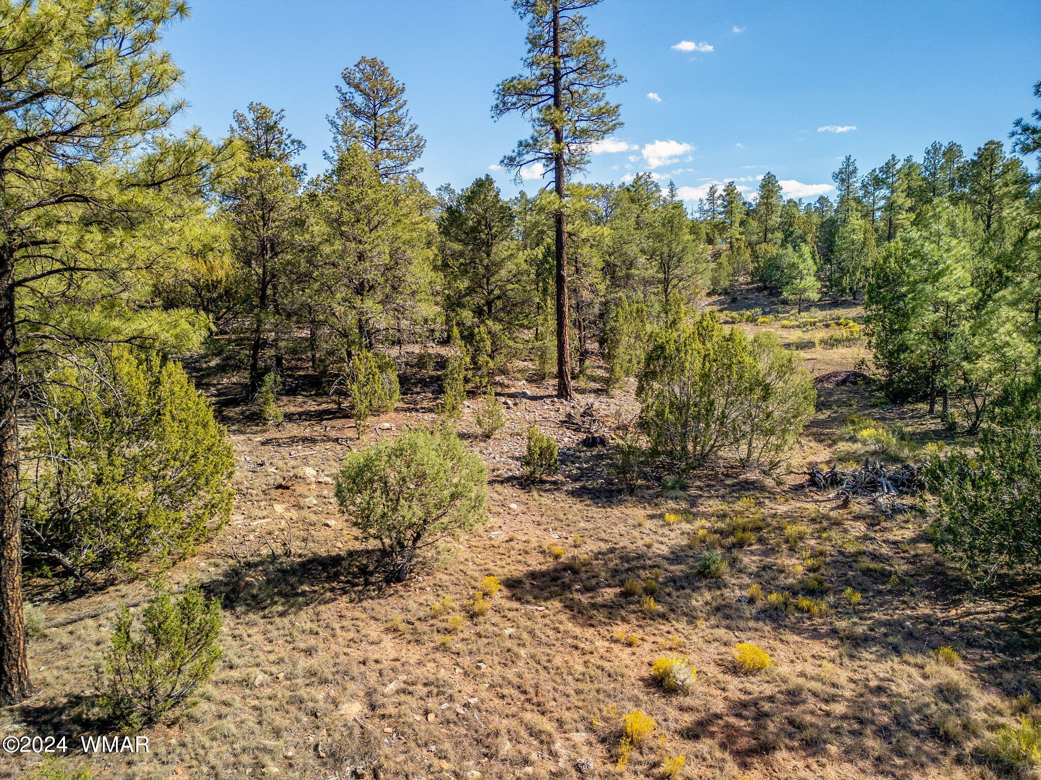 2306 Thunderbird Way Overgaard, AZ 85933 - Photo 14 of 22 a view of a forest with trees