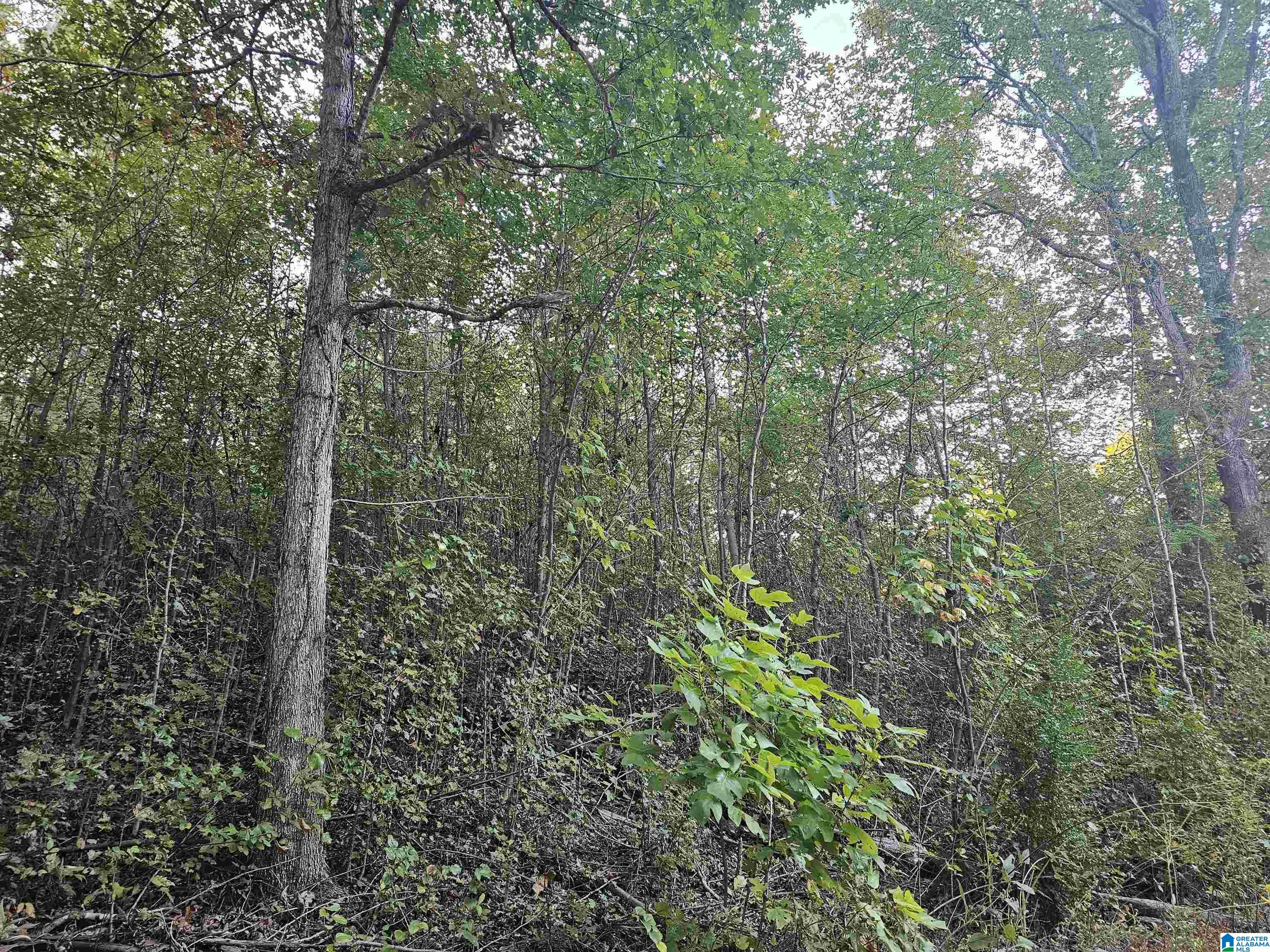 46 County Road 625 Ranburne, AL 36273 - Photo 2 of 5