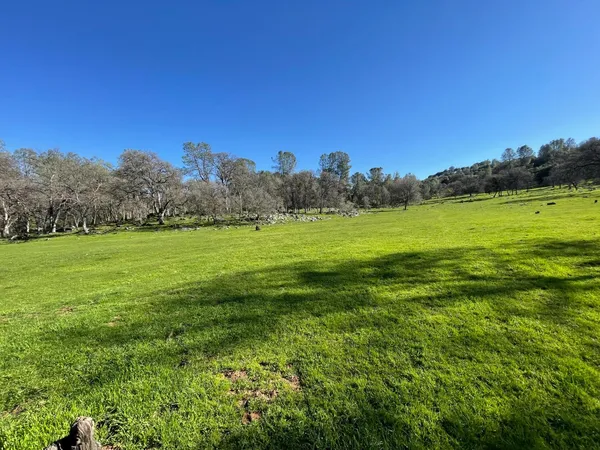 a view of a grassy field with an trees
