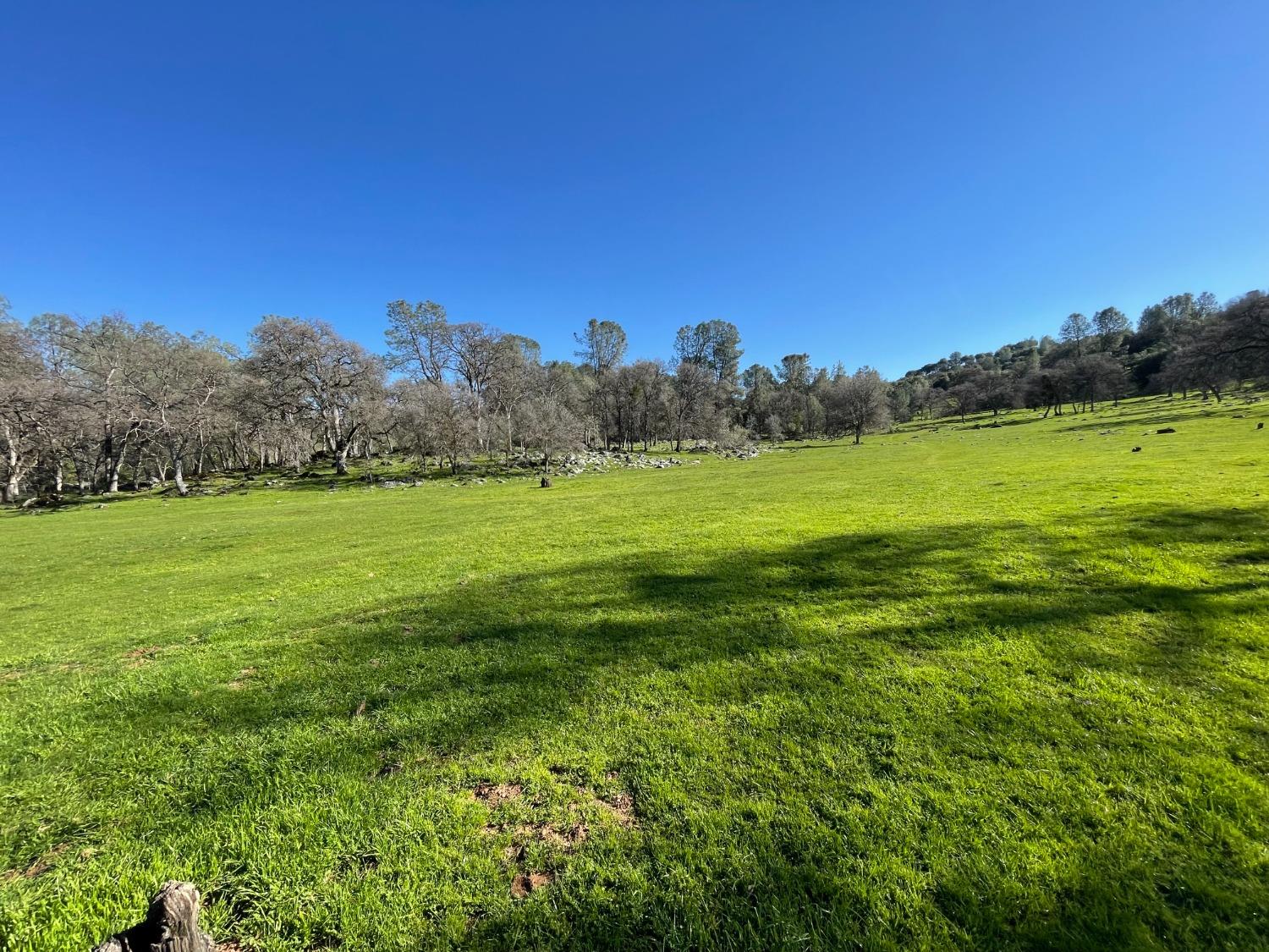 0 Airola Road Angels Camp, CA 95251 - Photo 12 of 29 a view of a grassy field with an trees