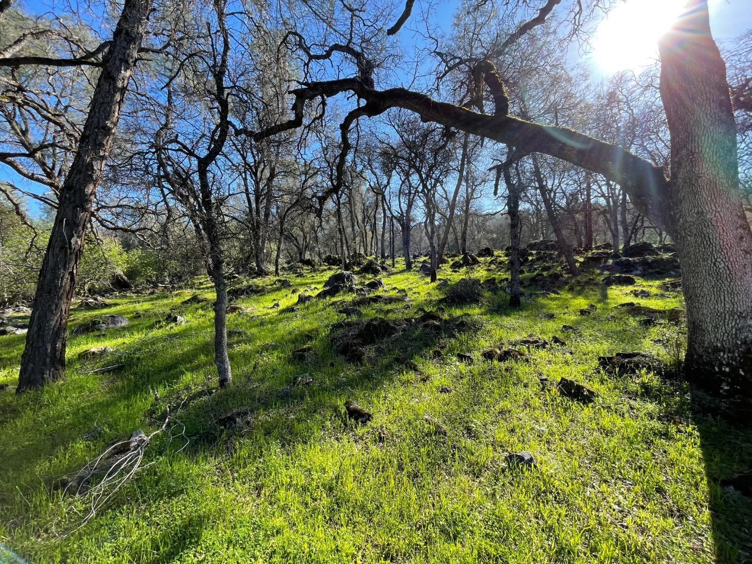 0 Airola Road Angels Camp, CA 95251 - Photo 17 of 29 a backyard of a house with lots of green space