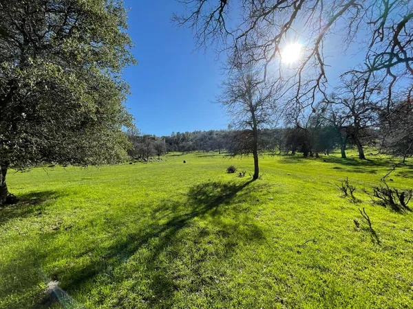 a view of a park with large trees
