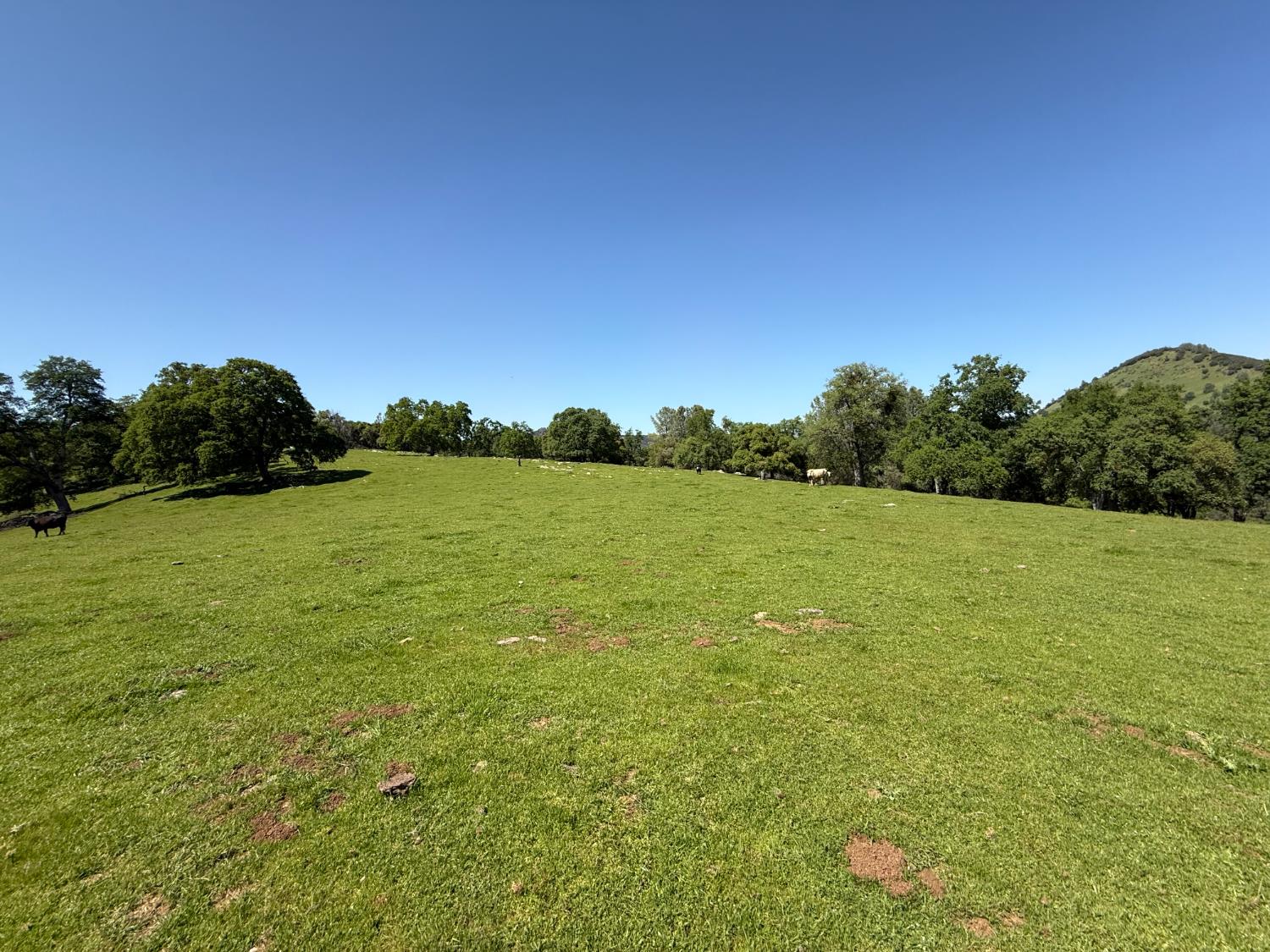 0 Airola Road Angels Camp, CA 95251 - Photo 26 of 29 a view of a field with an trees in the background