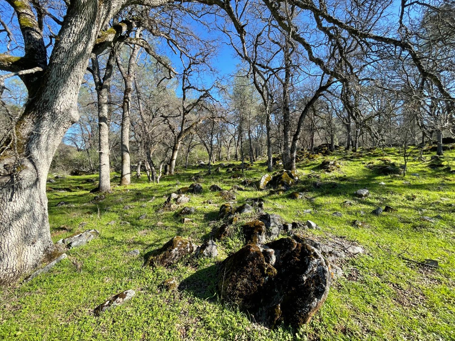 0 Airola Road Angels Camp, CA 95251 - Photo 7 of 29 a view of outdoor space and yard