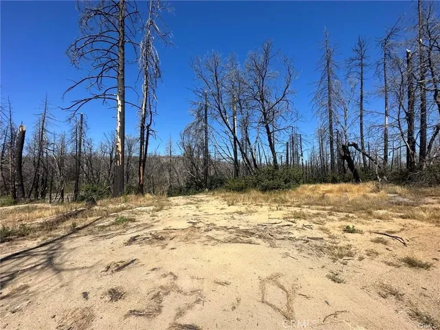 a view of a yard with trees