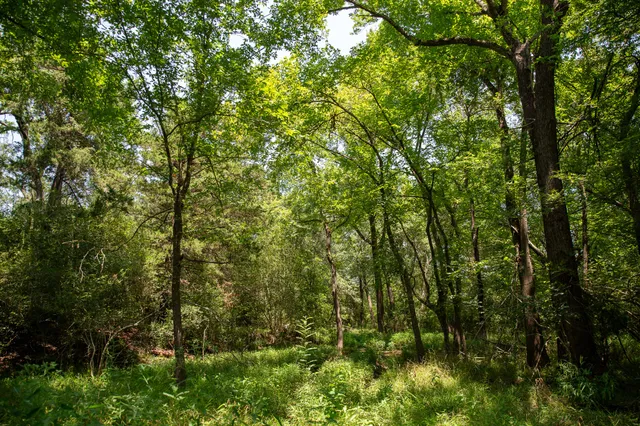 a view of a lush green forest