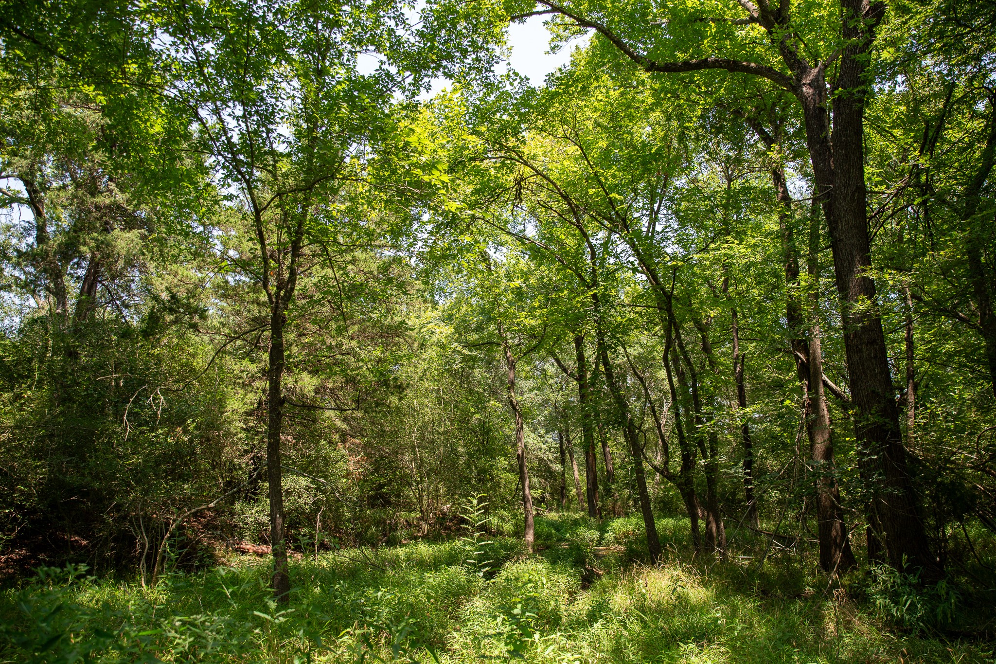 Lot 2 Rose Hill Road Calvert, TX 77837 - Photo 12 of 15 a view of a lush green forest