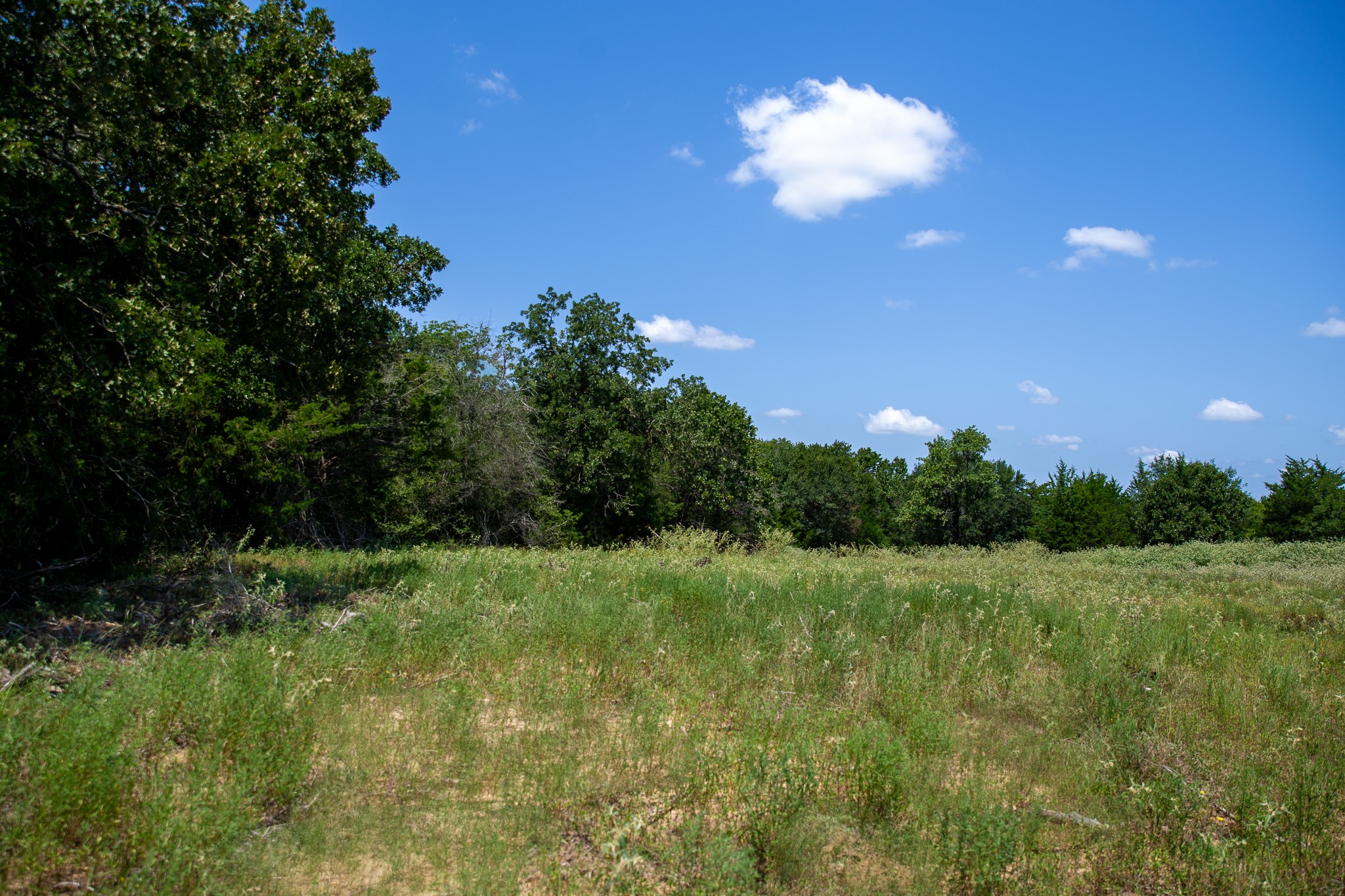 Lot 2 Rose Hill Road Calvert, TX 77837 - Photo 2 of 15 a view of a big yard with a large tree