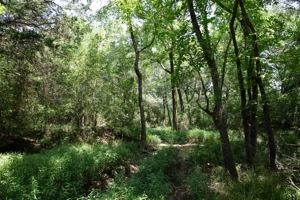 a view of a forest with lush green forest