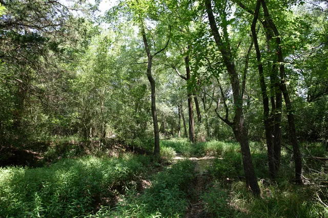 a view of a forest with lush green forest
