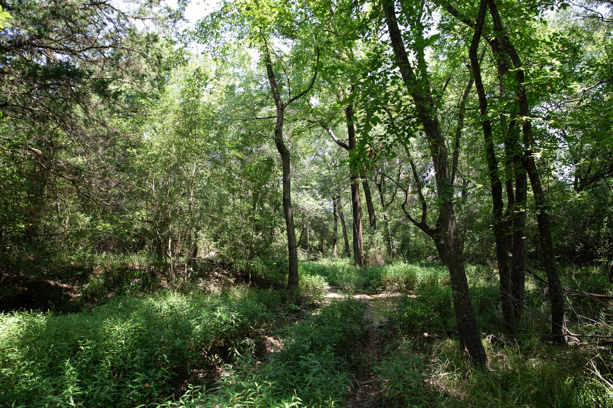 Lot 2 Rose Hill Road Calvert, TX 77837 - Photo 4 of 15 a view of a forest with lush green forest