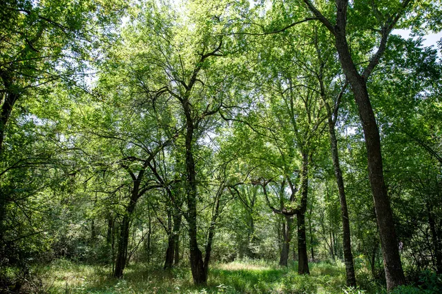 a view of a lush green forest