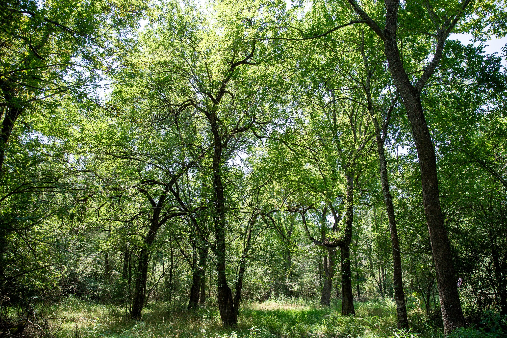 Lot 2 Rose Hill Road Calvert, TX 77837 - Photo 5 of 15 a view of a lush green forest