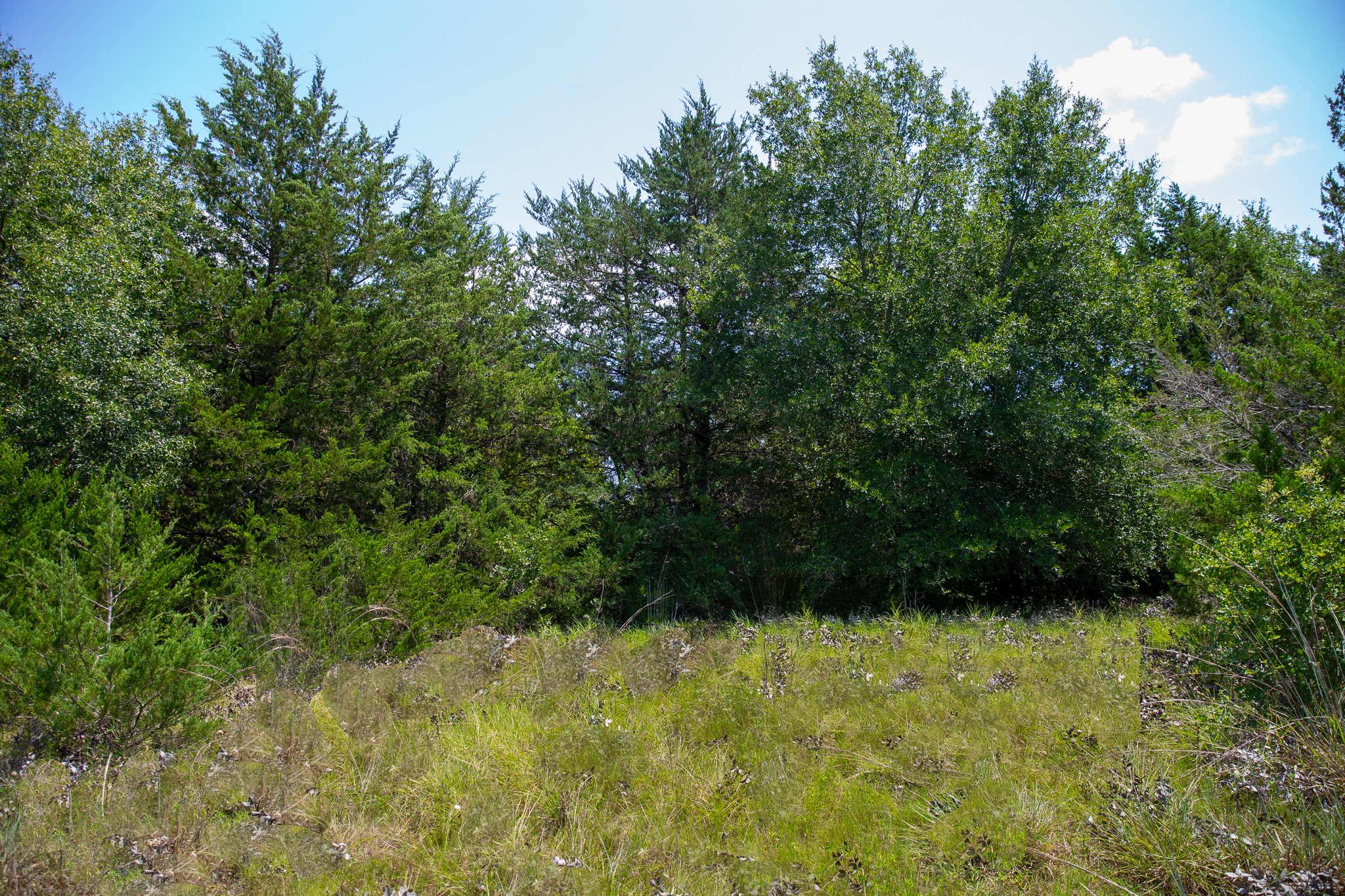 Lot 2 Rose Hill Road Calvert, TX 77837 - Photo 6 of 15 a view of outdoor space and yard