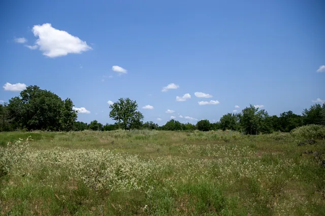 a view of a big yard with plants and large trees