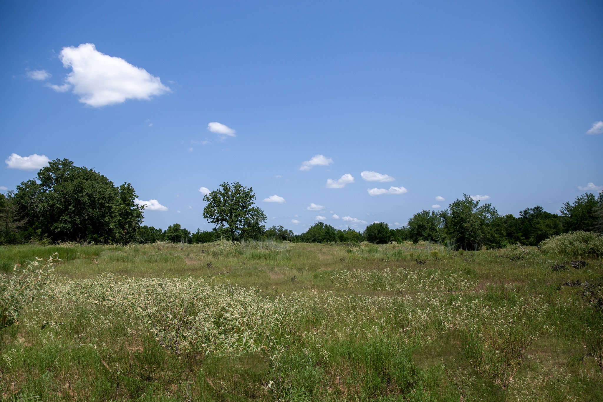 Lot 2 Rose Hill Road Calvert, TX 77837 - Photo 7 of 15 a view of a big yard with plants and large trees