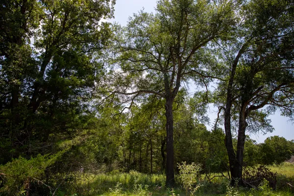 a view of forest