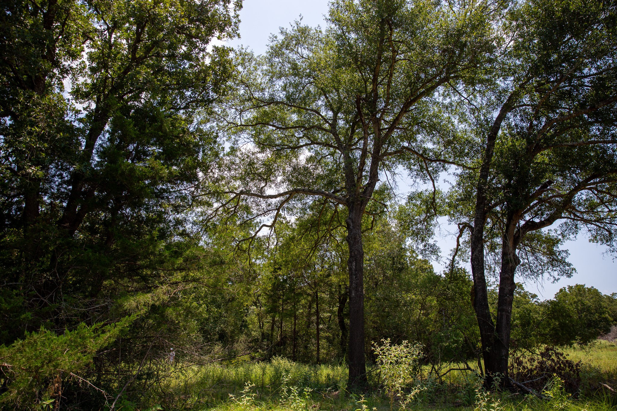 Lot 2 Rose Hill Road Calvert, TX 77837 - Photo 10 of 15 a view of forest