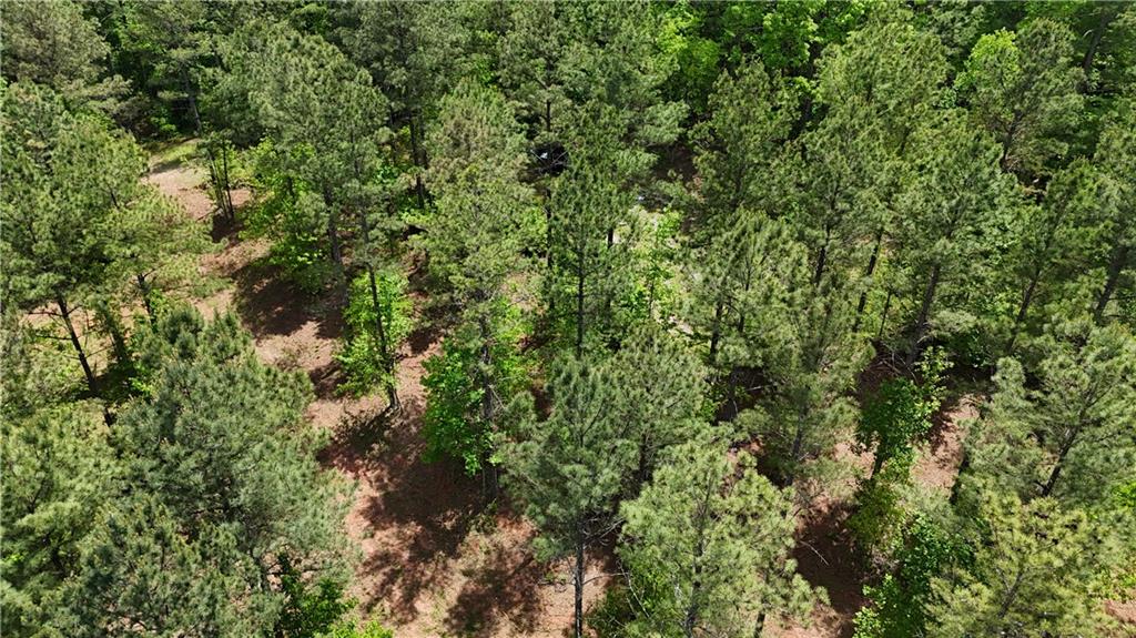 1 Wilson Road Temple, GA 30179 - Photo 82 of 88 a view of a lush green forest