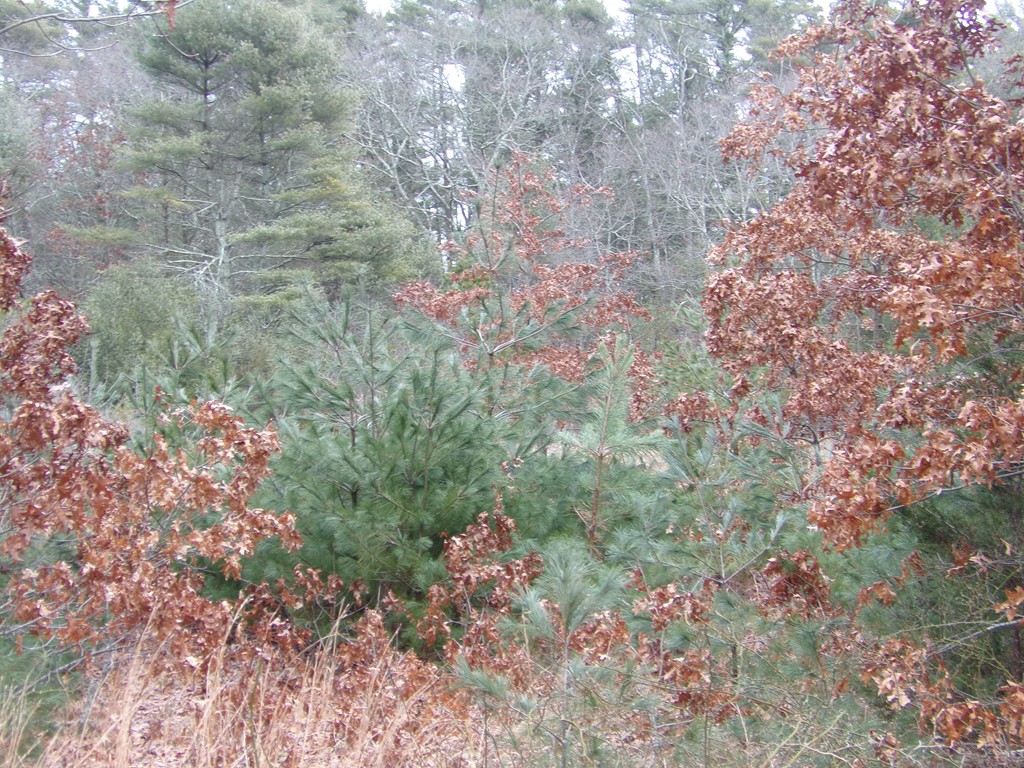 28-4 Keene Road Acushnet, MA 02743 - Photo 3 of 5 Gallery Image 3
