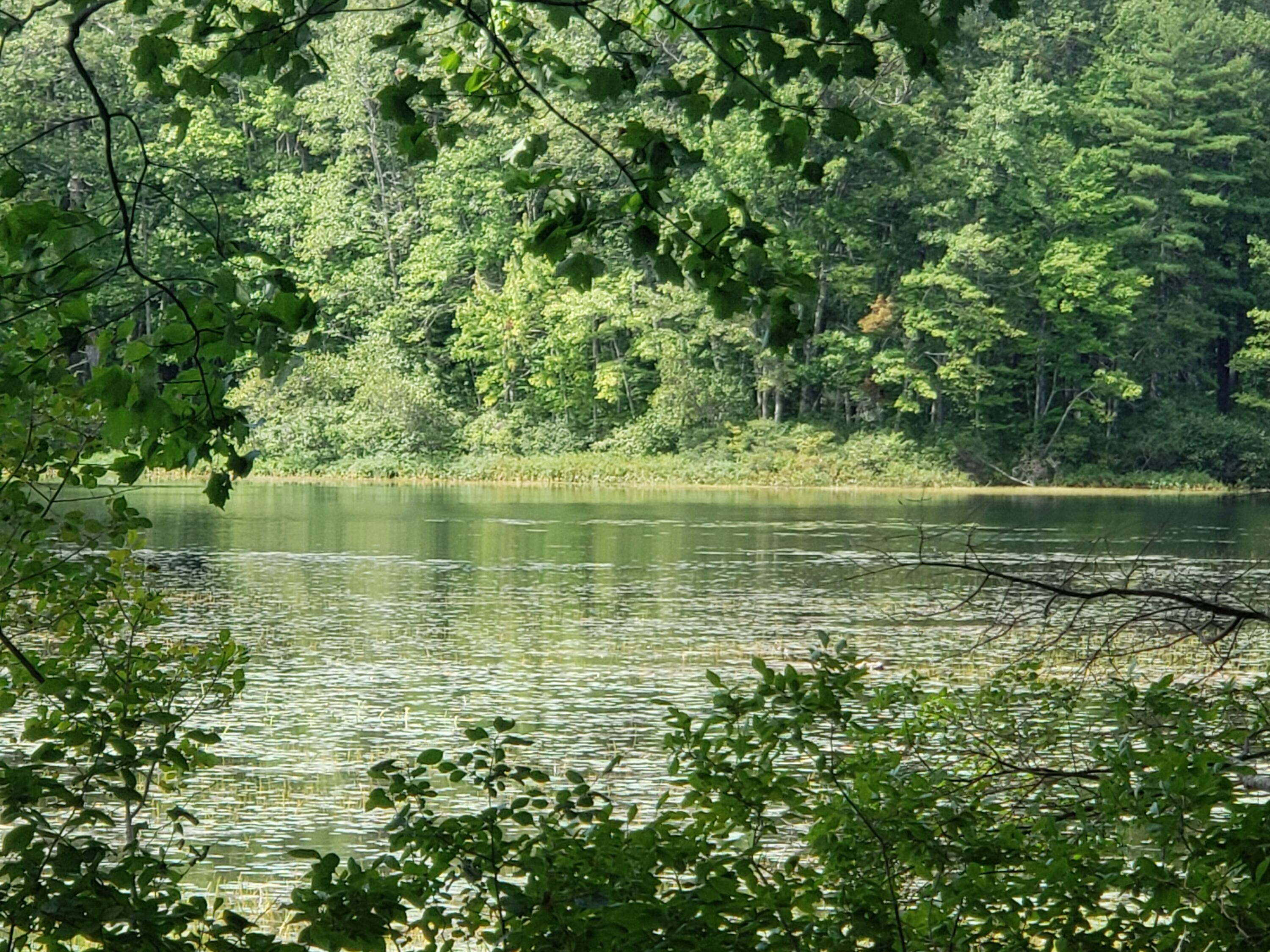 0 Twin Pines Road Raymond, ME 04071 - Photo 6 of 7 20210903_135435