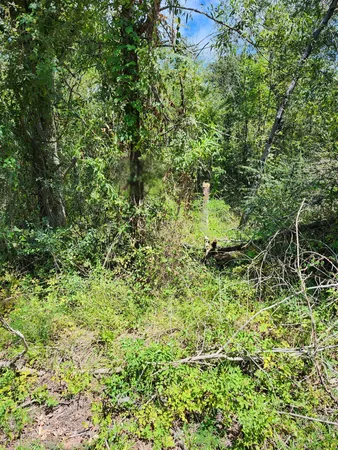 a view of a lush green space