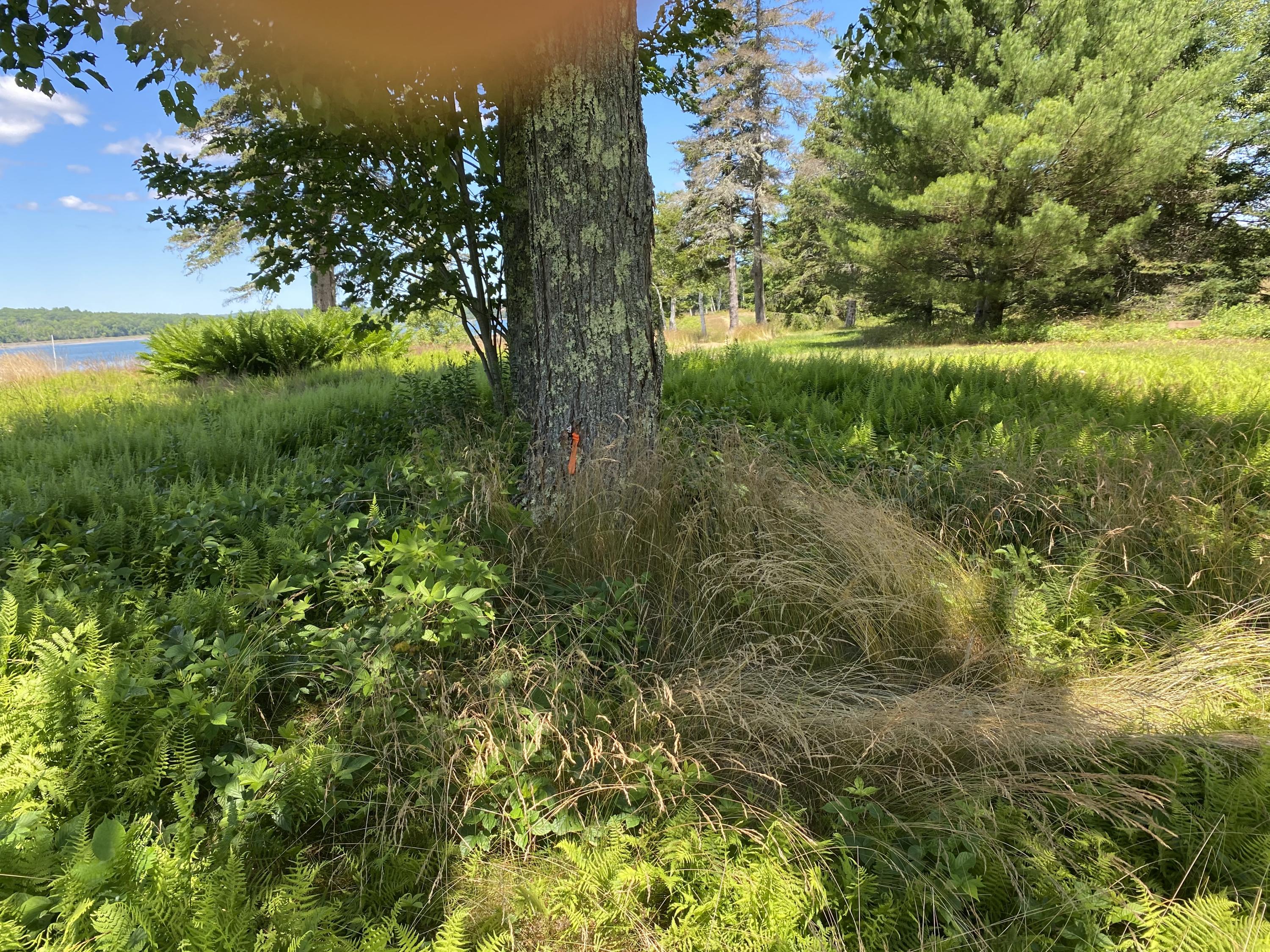 33 Henry Point Road, Unit 1 Brooksville, ME 04617 - Photo 7 of 16 IMG_0726