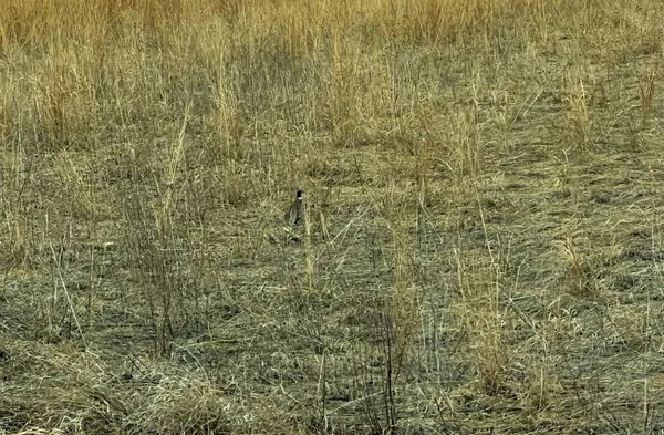 $125,000 | Tbd 120th Street Southwest, Milan, MN 56262