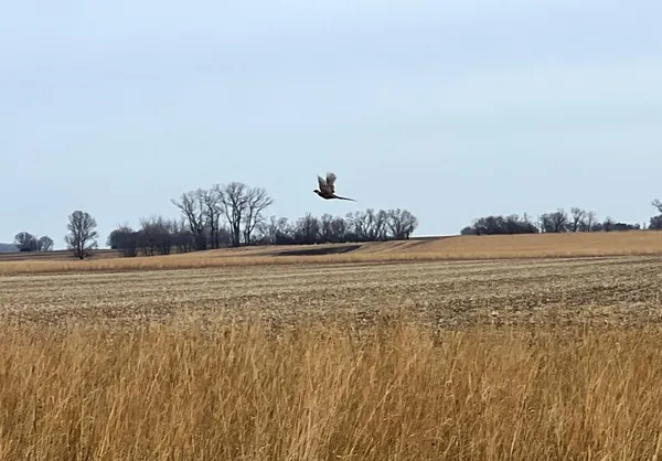 $125,000 | Tbd 120th Street Southwest, Milan, MN 56262