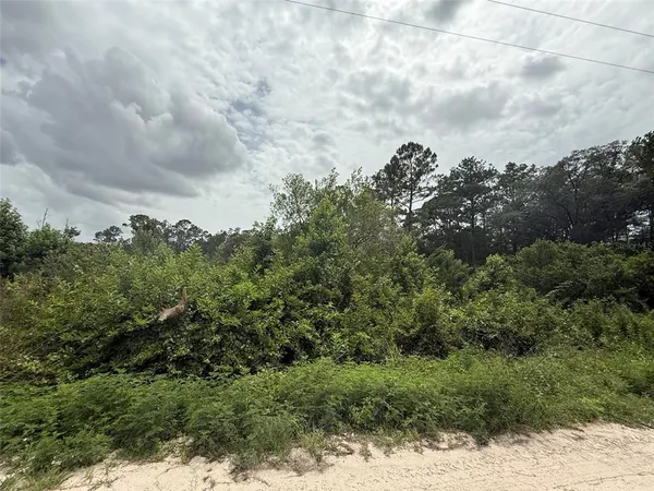 a view of a bunch of trees and bushes