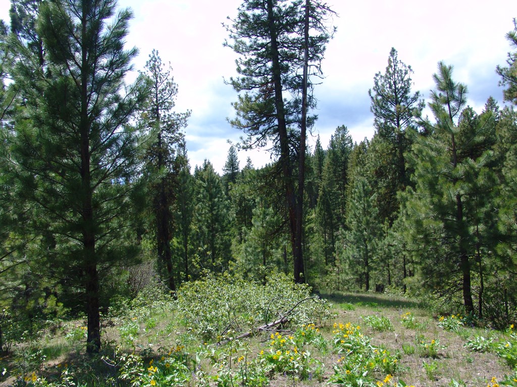 28 Rehn Loop, Unit 2 Cascade, ID 83611 - Photo 3 of 13 Nicely Wooded