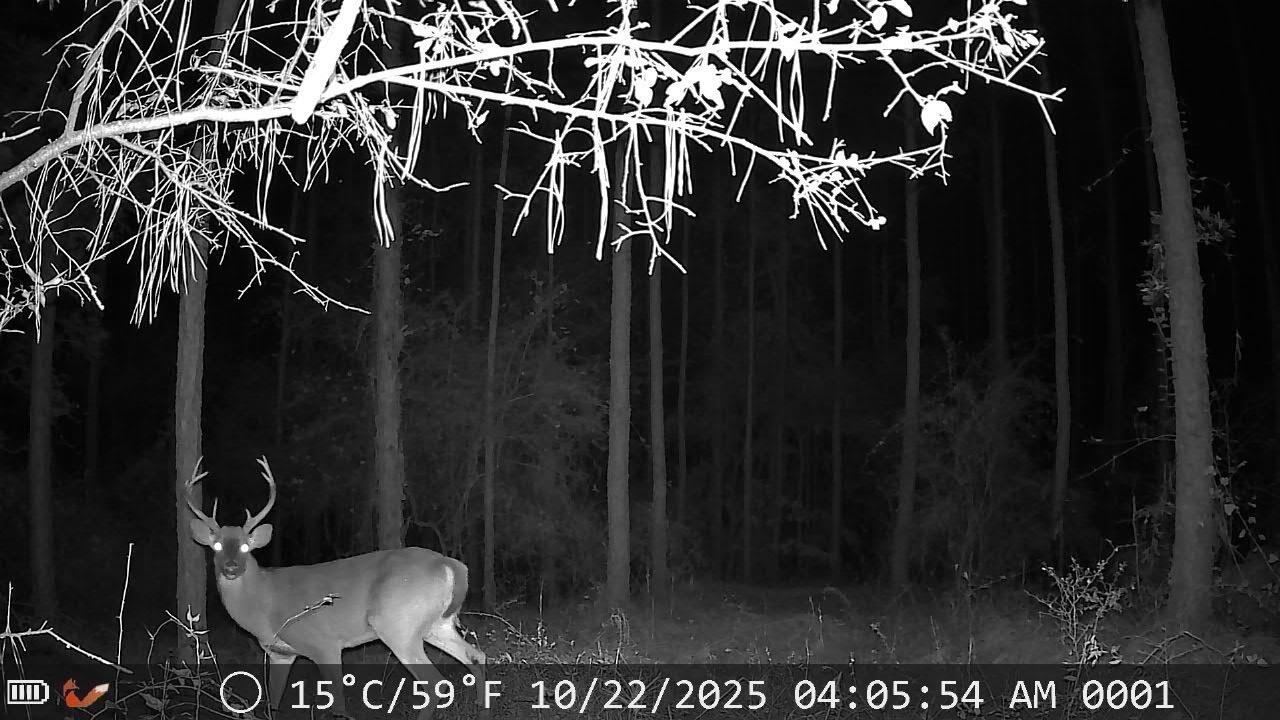 3229 Keysville-Boggs Academy Road Keysville, GA 30816 - Photo 5 of 7 IMG_2318