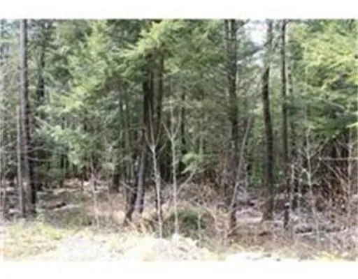 a view of a forest filled with trees