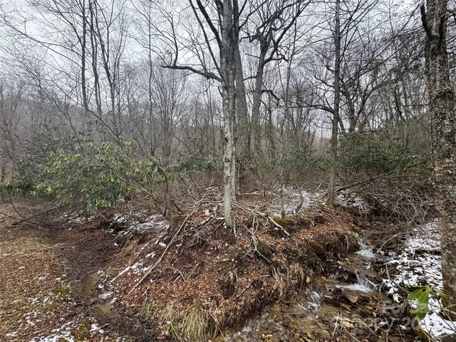 a view of a forest with trees