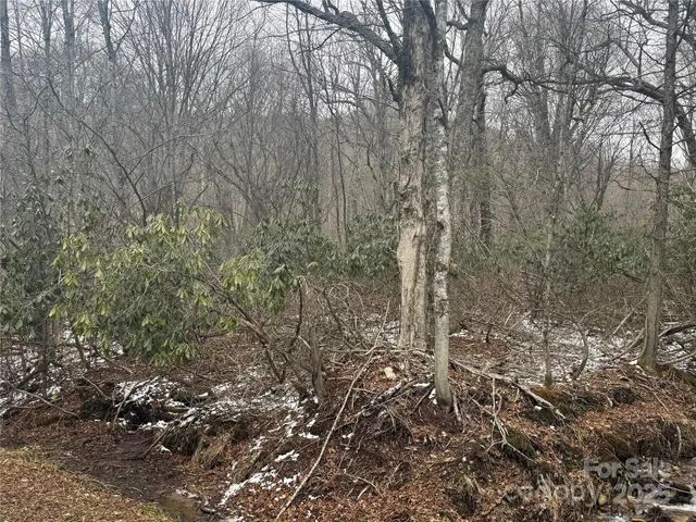 a view of a forest with lots of trees