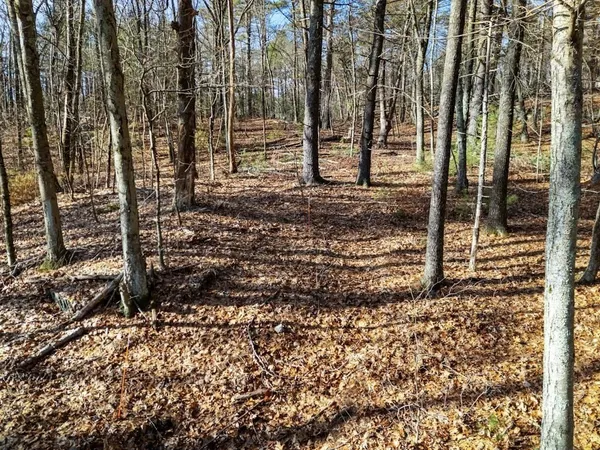 a view of a yard with trees