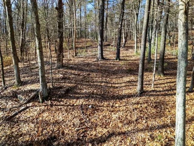 a view of a yard with trees