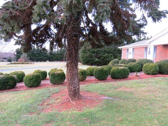 6813 Oak Level Road Bassett, VA 24055 - Photo 2 of 39 FRONT YARD